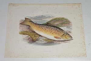 Gillaroo Trout Houghton's Fresh-Water Fishes 1879