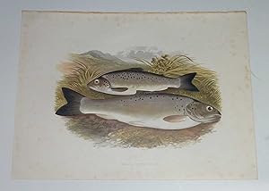 Black-Finned Trout Houghton's Fresh-Water Fishes 1879