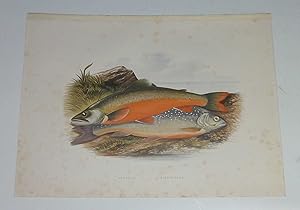 Torgoch, Alpine Charr Houghton's Fresh-Water Fishes 1879