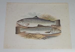 Shortheaded, Silvery Salmon Houghton's Fresh-Water Fishes 1879