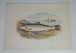 Lochleven Trout Houghton's Fresh-Water Fishes 1879