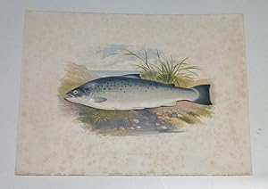 Salmon Trout (VAR) Houghton's Fresh-Water Fishes 1879