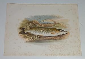 Pike Houghton's Fresh-Water Fishes 1879