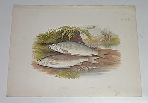 Graining, Dace Houghton's Fresh-Water Fishes 1879