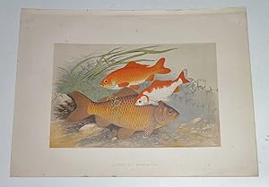 Golden & Bronze Carp Houghton's Fresh-Water Fishes 1879