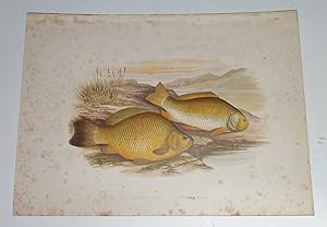 Crucian & Russian Carp Bleak Houghton's Fresh-Water Fishes 1879