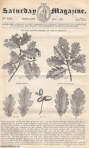 The Native Species of Oak in Britain; A South-American Slave-Market; Use of Small Birds in Destro...