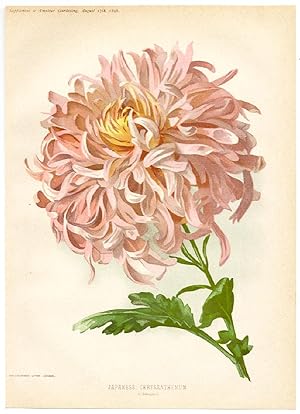 Cromolitografia originale. Dimensioni: 30x22 cm. Botanica Fiori "Japanese Chrysanthemum". Autore ...