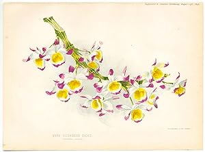 Cromolitografia originale, Dimensioni: 30x21,5 cm. Botanica Fiori "Warm greenhouse Orchid". Autor...