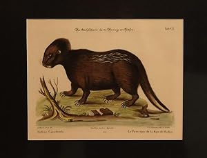 Bild des Verkufers fr [Engraving - The Hudson Bay Porcupine] zum Verkauf von Minotavros Books,    ABAC    ILAB
