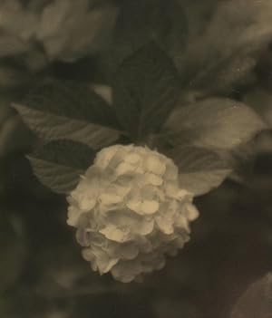 Bild des Verkufers fr Hydrangea #2. A vintage gelatin silver photograph (visible image size 290  220 mm) zum Verkauf von Michael Treloar Booksellers ANZAAB/ILAB