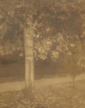 Bild des Verkufers fr Golden Autumn'. A vintage gelatin silver photograph (visible image size 181  144 mm) zum Verkauf von Michael Treloar Booksellers ANZAAB/ILAB