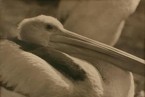 Bild des Verkufers fr Pelican'. A vintage gelatin silver photograph (visible image size 201  301 mm) on the original mount zum Verkauf von Michael Treloar Booksellers ANZAAB/ILAB