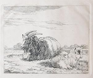Etching/Ets: A goat and her pup resting on a meadow (Een geit en haar baby rusten in de wei).