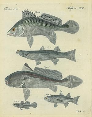 FISCHE. Merkwürdige Fische aus dem Ganges: Der Corsula, der Parsia, der Cuja, der Pama, der Culiu...
