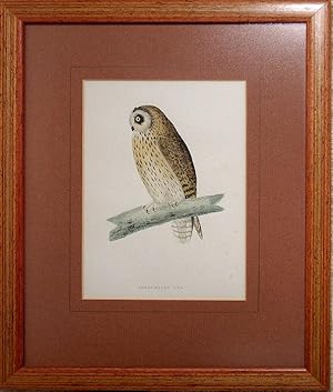 Image du vendeur pour Short-eared Owl mis en vente par theoldmapman