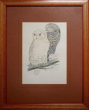Image du vendeur pour Snowy Owl mis en vente par theoldmapman