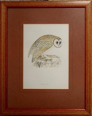 Image du vendeur pour White Owl mis en vente par theoldmapman