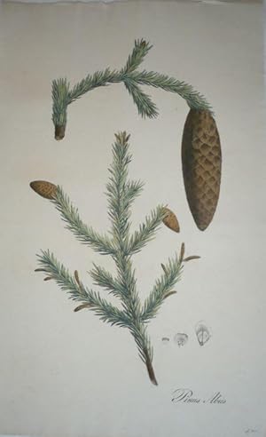 Pinus Abiees. Kol. Lithographie aus Antoine, F.: Die Coniferen.