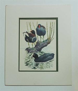 Moorhens Vintage Bird Print 1947