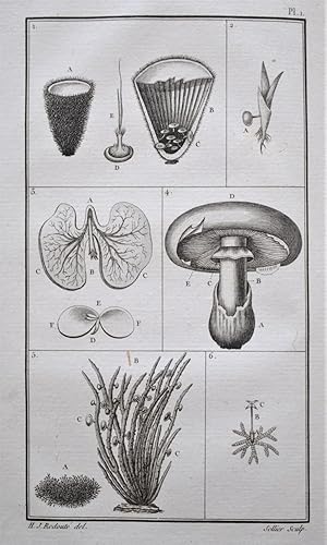 Tableau du Règne Végétal, selon la Méthode de Jussieu.