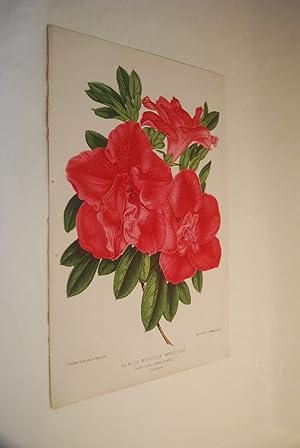 Bild des Verkufers fr Azalea Monsieur Warocqu. Semis Gand. (Serre_Froide). L`Illustration horticole. P. Stroobant;ad. nat. pinx in Horto Lind. Etab. Lith. de L. Stroobant,  Gand. zum Verkauf von Antiquariat Biebusch