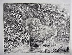Bild des Verkufers fr The Otter. zum Verkauf von Antiquariat Seidel & Richter