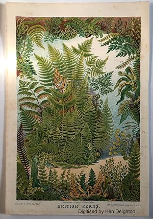 Seller image for British Ferns Chromo Plate Removed From The Boys Own Paper. EXTREMELY SCARCE for sale by Deightons