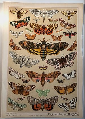 Image du vendeur pour Typical British Moths Chromo Plate Removed From The Boys Own Paper. EXTREMELY SCARCE mis en vente par Deightons