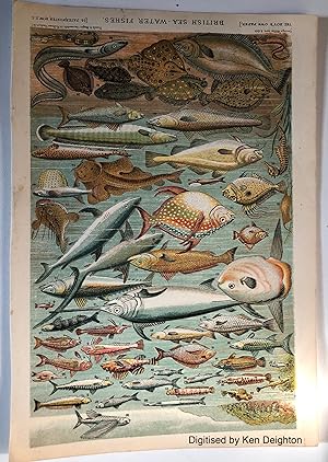 Image du vendeur pour British Sea Water Fishes Chromo Plate Removed From The Boys Own Paper EXTREMELY SCARCE mis en vente par Deightons