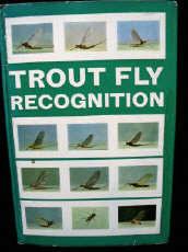 Trout Fly Recognition