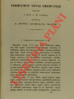 Formicidae Novae Americanae collectae a Prof. P. de Strobel. Descriptae a Dott. G.M.