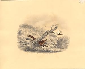 The Fox and the Duck: watercolor, heightened with gum arabic, with pencilled background, on light...