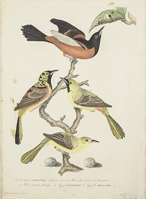 Hand-Colored Engraving from American Ornithology. 1. Oriolus Spurious, Orchard Oriole, Female. 2 ...