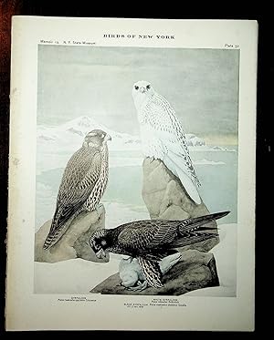 Image du vendeur pour BIRDS OF NEW YORK plate 50 Gyrfalcon, Black Gyrfalcon & White Gyrfalcon mis en vente par Quiet Friends  IOBA