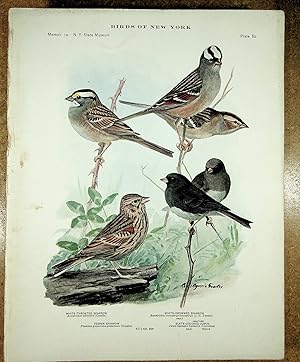 Seller image for BIRDS OF NEW YORK plate 83 Chipping Sparrow, Field Sparrow & Fox Sparrow for sale by Quiet Friends  IOBA