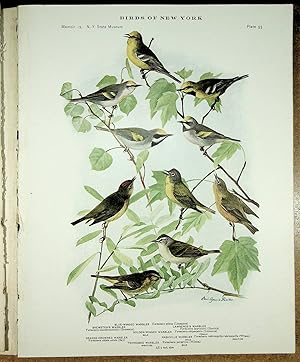 Seller image for BIRDS OF NEW YORK plate 93 (7 Warblers) Brewster, Blue Winged, Orange Crowned, Tennesee, Nashville, Lawrence & Golden Winged for sale by Quiet Friends  IOBA