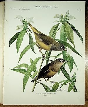 Image du vendeur pour BIRDS OF NEW YORK plate 100 Mourning Warbler mis en vente par Quiet Friends  IOBA