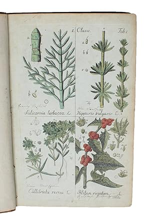 (Botanisches Handbuch der mehresten theils in Deutschland wildwachsenden, theils ausländischen in...