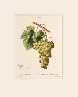 Bild des Verkufers fr Vitis vinifera, Vigne cultive. var. Chasselas dor. T.7 No.62. zum Verkauf von Peter Harrington.  ABA/ ILAB.