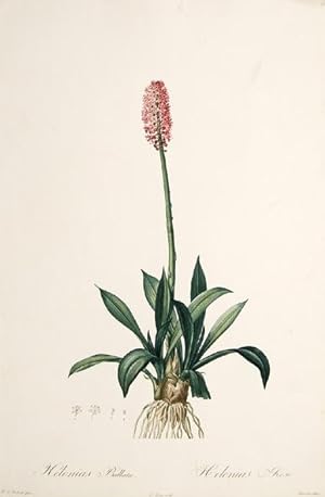 Seller image for Helonias Bullata. Helonias Rose. for sale by Peter Harrington.  ABA/ ILAB.