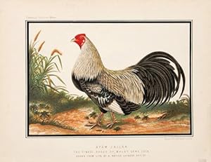 Bild des Verkufers fr Ayam Jallak, The Finest Breed of Malay Game Cock, drawn from life by a native Chinese artist. Plate 11. zum Verkauf von Peter Harrington.  ABA/ ILAB.