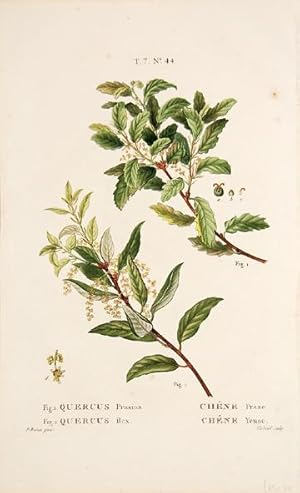 Imagen del vendedor de Quercus Prasina, Quercus ilex, Chene Prase, Chene Yeuse T.7 No.44. a la venta por Peter Harrington.  ABA/ ILAB.