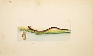 Bild des Verkufers fr The Lumbriciform Lizard. The Naturalist's Miscellany. zum Verkauf von Peter Harrington.  ABA/ ILAB.