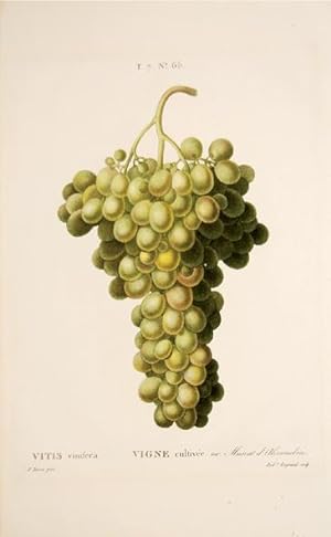 Bild des Verkufers fr Vitis Vinifera, Vigne cultive. var. Muscat d'Alexandrie. T.7 No.65. zum Verkauf von Peter Harrington.  ABA/ ILAB.