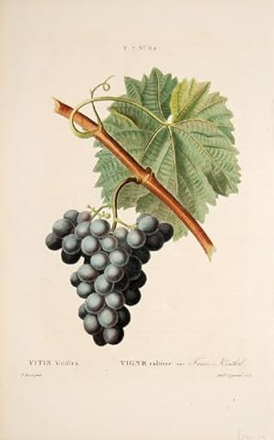 Bild des Verkufers fr Vitis Vinifera, Vigne cultive. var. Franc-Kenthal. T.7 No.64. zum Verkauf von Peter Harrington.  ABA/ ILAB.