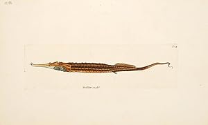 Bild des Verkufers fr The Biaculeated Pipefish. The Naturalist's Miscellany. zum Verkauf von Peter Harrington.  ABA/ ILAB.