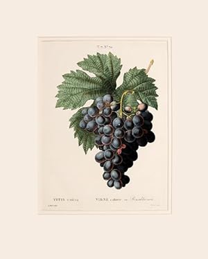 Bild des Verkufers fr Vitis Vinifera, Vigne cultive. var. Bordelas noir. T.7 No.70. zum Verkauf von Peter Harrington.  ABA/ ILAB.