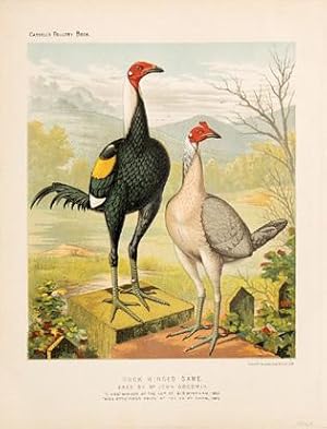 Bild des Verkufers fr Duck-Winged Game bred by Mr John Goodwin. Plate 11. zum Verkauf von Peter Harrington.  ABA/ ILAB.