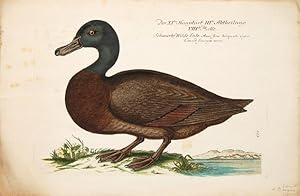 Bild des Verkufers fr Der XI ten Hauptart III te Abtheilung VIII te Platte, Schwartze Wilde Ente, Anas fera torquata nigra, Canard sauvage noire. zum Verkauf von Peter Harrington.  ABA/ ILAB.